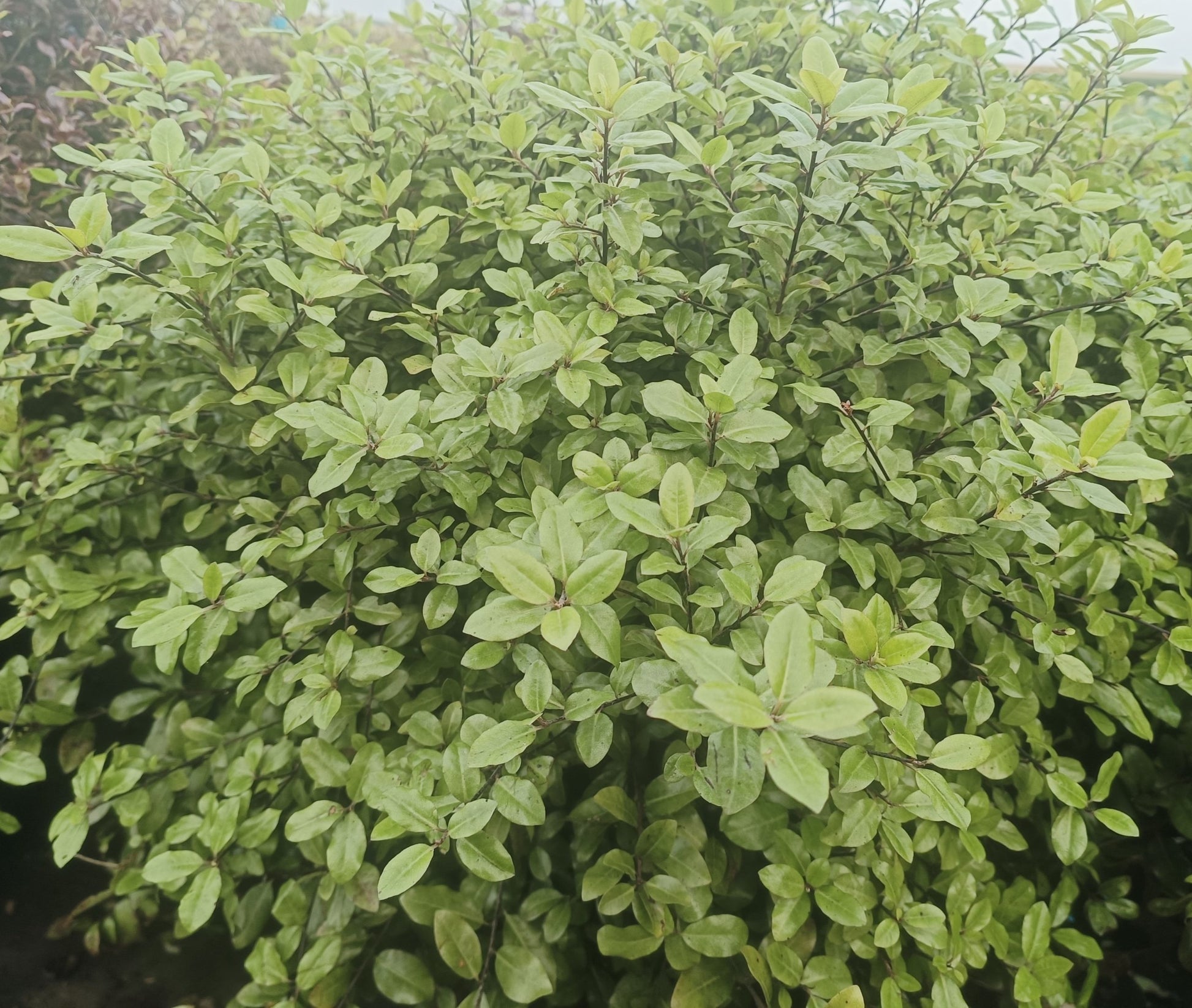 Pittosporum tenuifolium 'Golf Ball' - 20L pot image 0