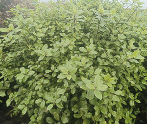 Pittosporum tenuifolium 'Golf Ball' - 20L pot image 0