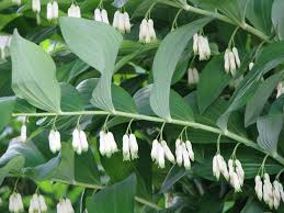 Polygonatum multiflorum King Solomon's Seal image 0