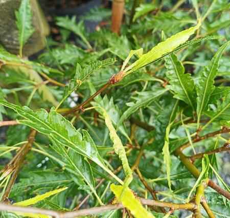 Fagus sylvatica 'Asplenifolia' -10L pot image 0
