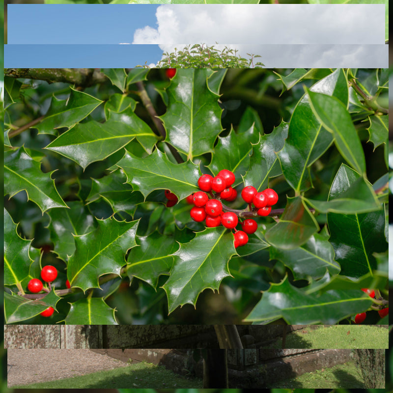 Ilex aquifolium (Common Holly) - Rootballed image 1