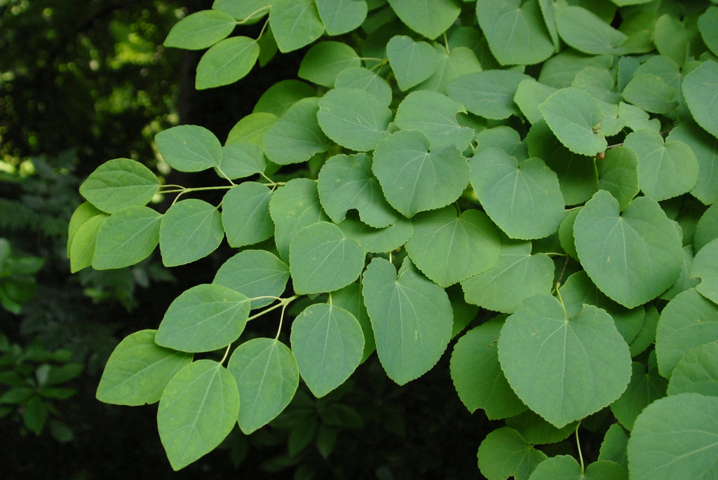 Cercidiphyllum japonicum (Katsura Tree) : 10L Pot image 0