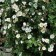 Rosa arvensis (Field rose) image 0