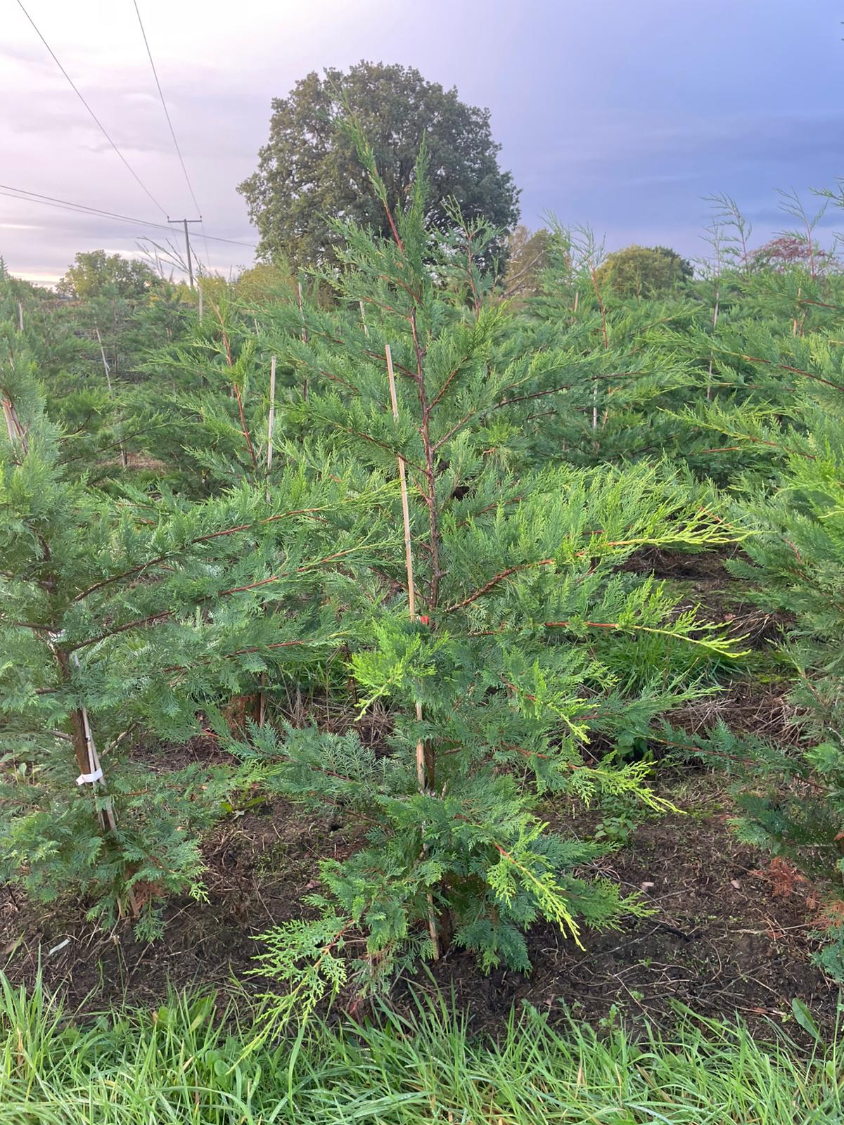 Cupressocyparis leylandii (Leylandii) - Rootballed - 175-200 cm