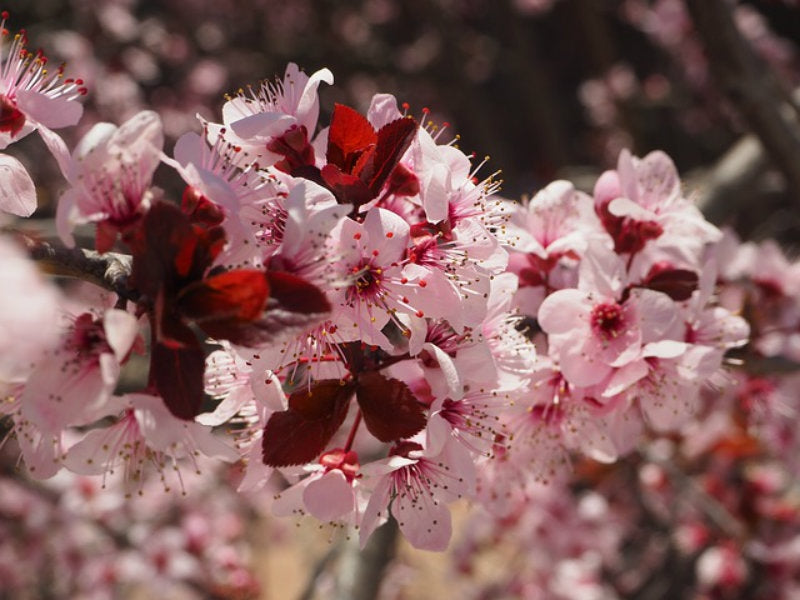 Prunus serrulata 'Kanzan' 10L-175-200cm image 0