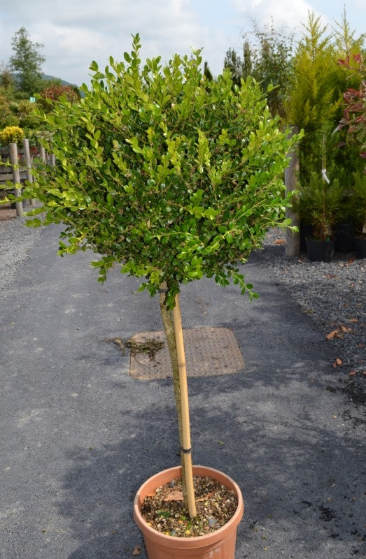 Buxus sempervirens (Box) - Quarter Standard/60cm Clear Stem image 0