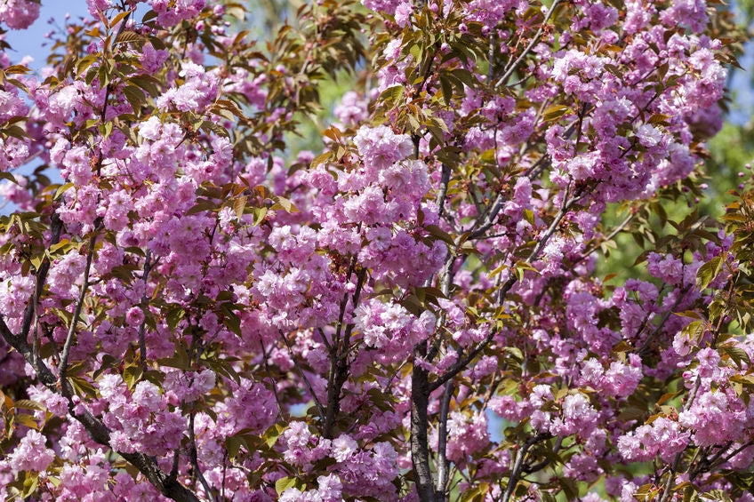 Prunus serrulata 'Pink Perfection' 10L pot image 0