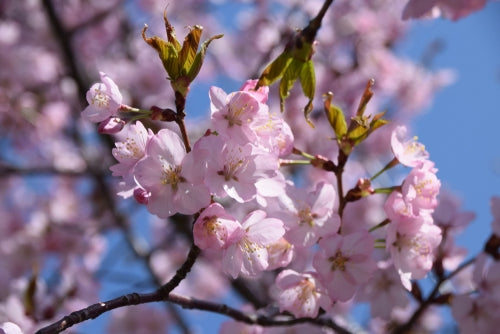 Prunus subh. 'Autumnalis' 10L Pot image 0