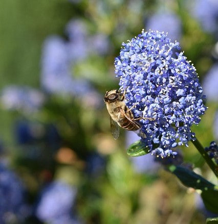 Ceanothus 'Autumnal Blue' (Californian Lilac)- 2L Pot image 0