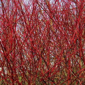 Cornus alba (Dogwood) - Bareroot image 0