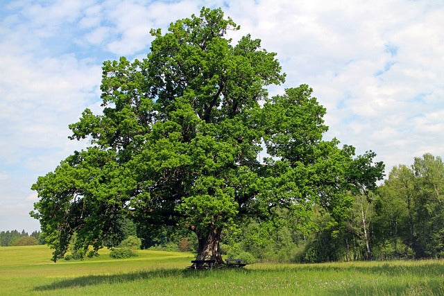 Quercus robur (English Oak) -10L pot image 1