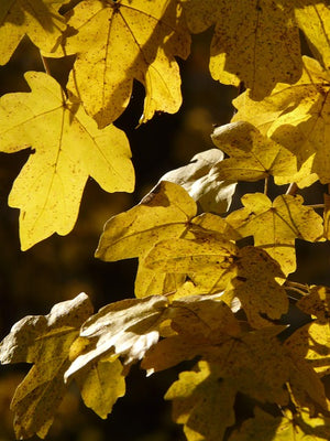 Acer campestre (Field Maple) - Bareroot- Bundles of 10