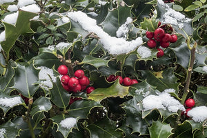 Ilex aquifolium (Holly) -Potted