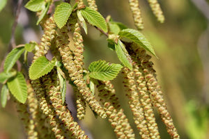 Carpinus betulus (Hornbeam) - Bareroot - Bundles of 10