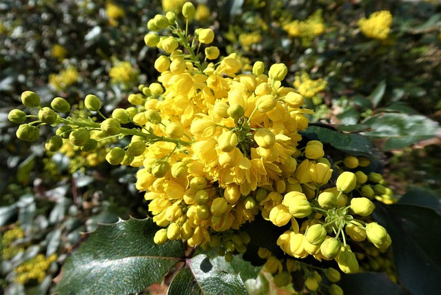 Mahonia x media 'Charity' -Potted