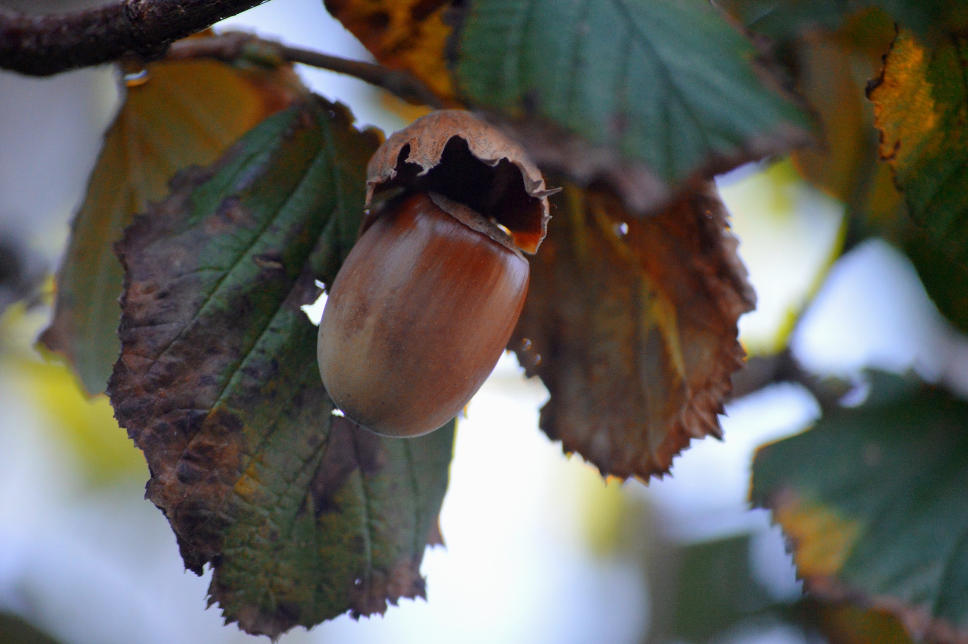Corylus maxima 'Purpurea' (Purple leaved Hazel) -Potted -25L