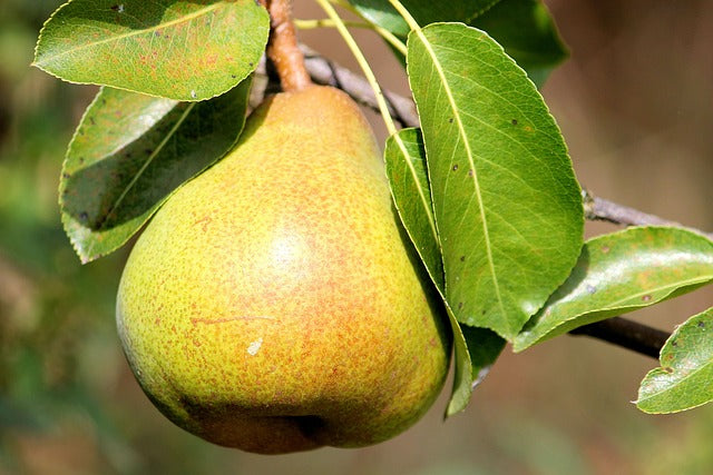 Pyrus 'Doyenne Du Comice' (Pear) -10L pot