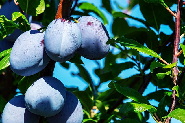 Prunus domestica 'The Czar' (Plum Tree) -150cm -10L