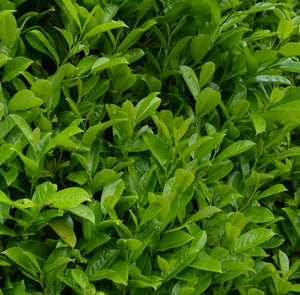 potted prunus laurocerasus