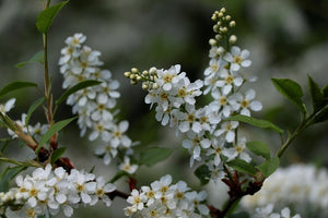 Close-up of white flowers with green leaves on a blurred background