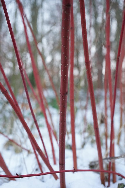 Red branches against a snowy background