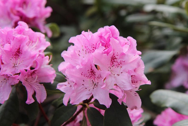 Rhododendron 'Roseum Elegans' -Potted