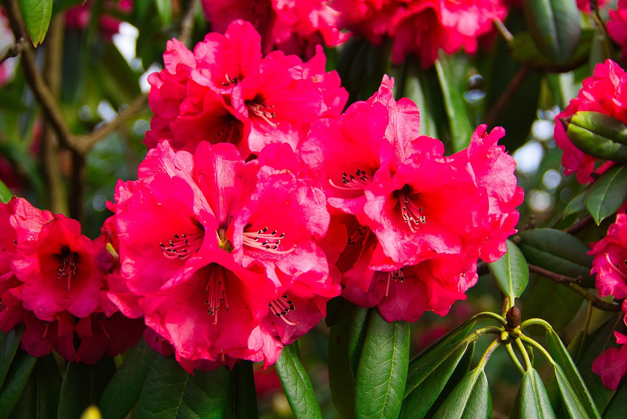 Rhododendron 'Nova Zembla' - Potted