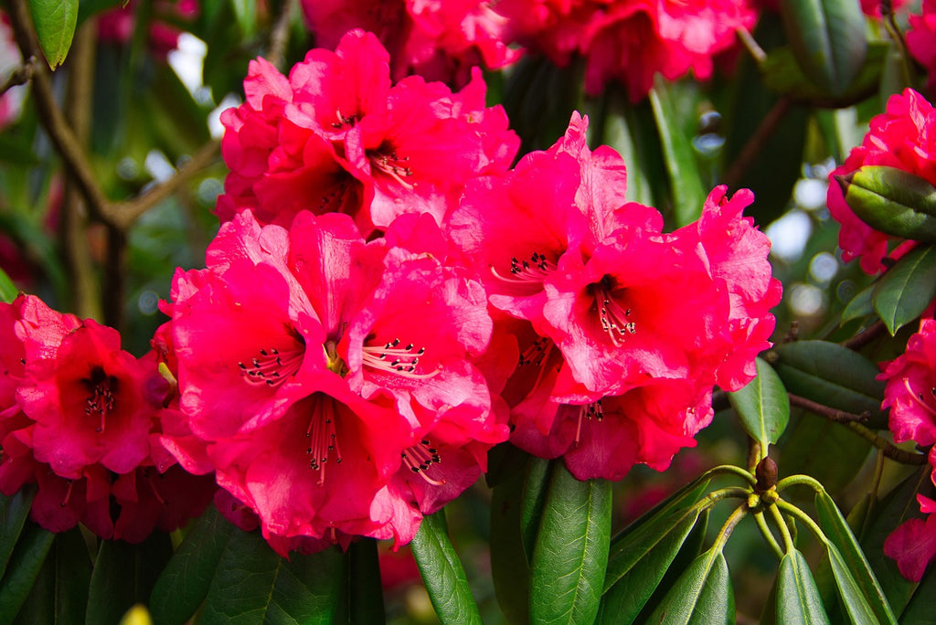 Close-up of bright pink flowers with green leaves in the background