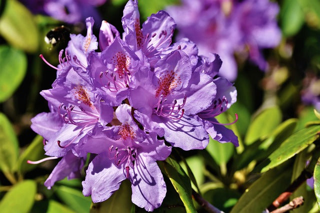 Close-up of purple flowers with green leaves in the background
