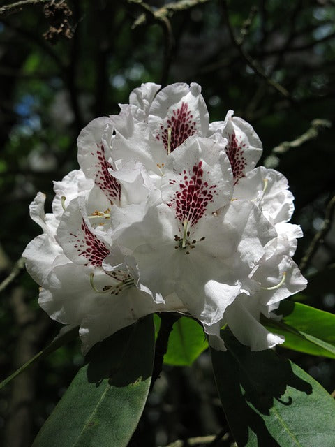 White flower with red spots on a blurred natural background