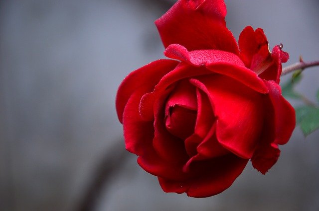 Close-up of a red rose with a blurred background