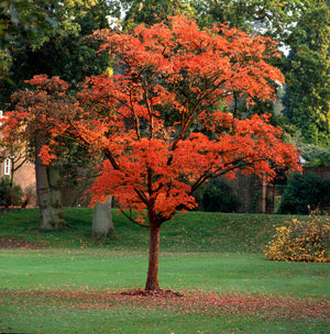 Acer griseum (Paperbark Maple) -10L pot -150-175cm