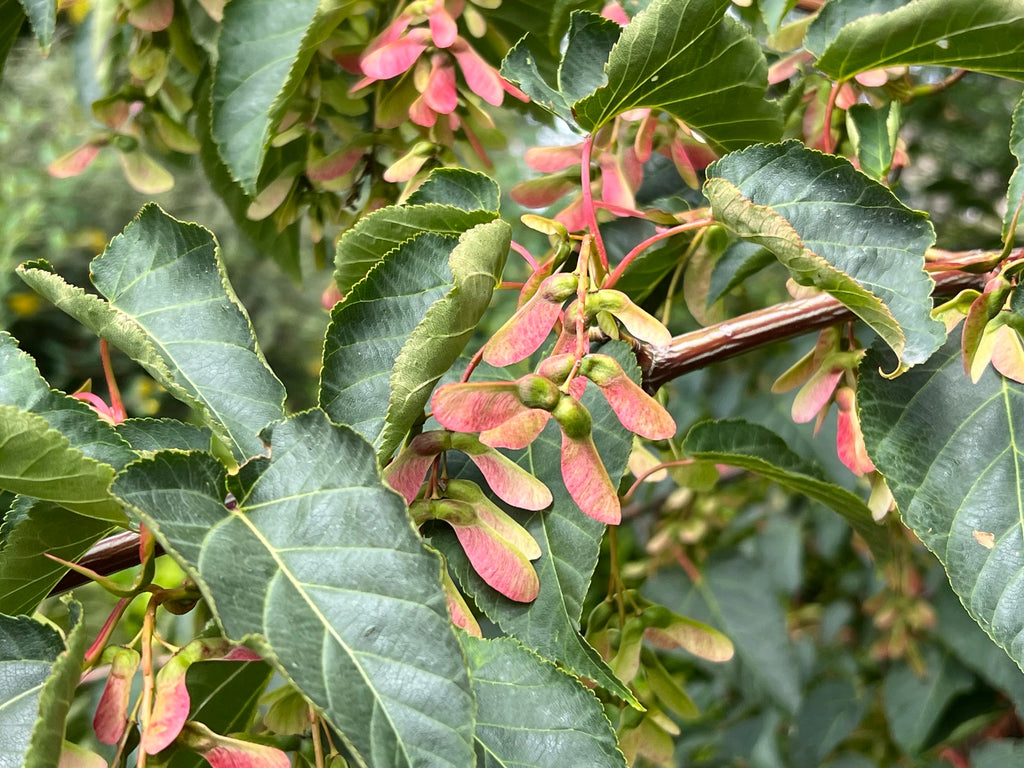 Acer davidii 10L Pot