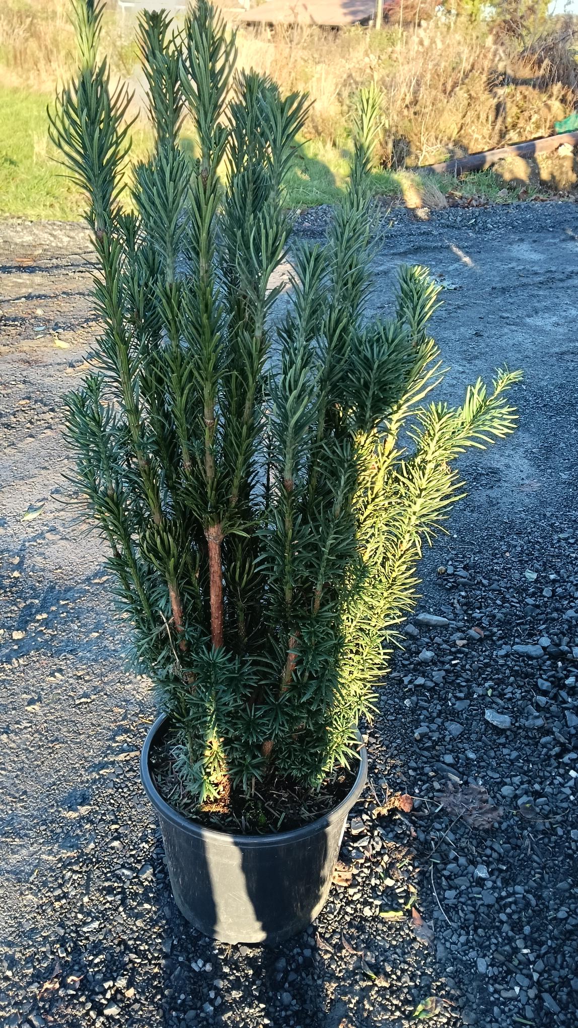 Taxus baccata 'Fastigiata Robusta' (Robust Irish Yew)
