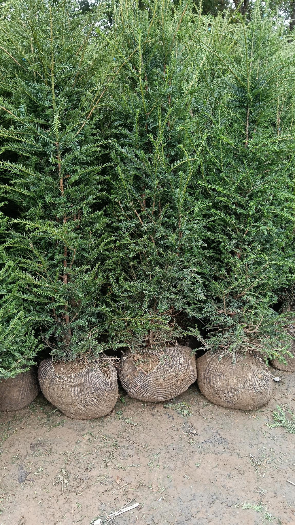 Taxus baccata (Yew) - Rootballed