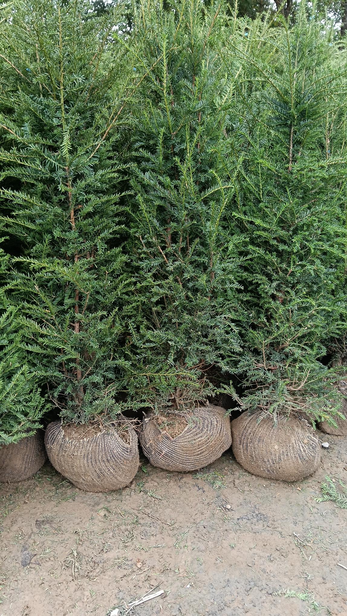 Taxus baccata (Yew) -Root balled -100-120cm-PALLET DEAL (25)