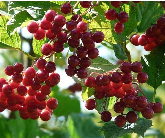 Viburnum opulus (Guelder Rose) - 2L potted
