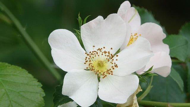 Rosa arvensis (Field rose)